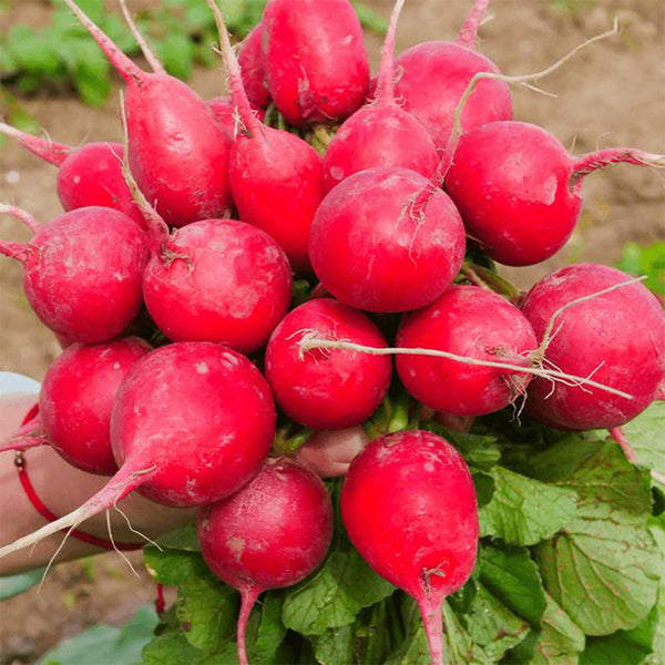 'Ailuo' Cherry Radish Seeds, 10g