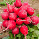 'Ailuo' Cherry Radish Seeds, 10g