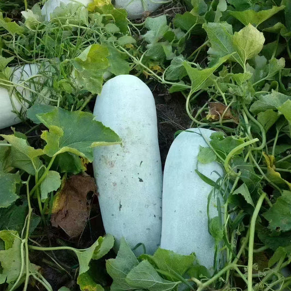 Fenbailong Wax Gourd Seeds, 20 Seeds
