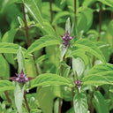 Licorice Basil, 100 ~ 150 Seeds
