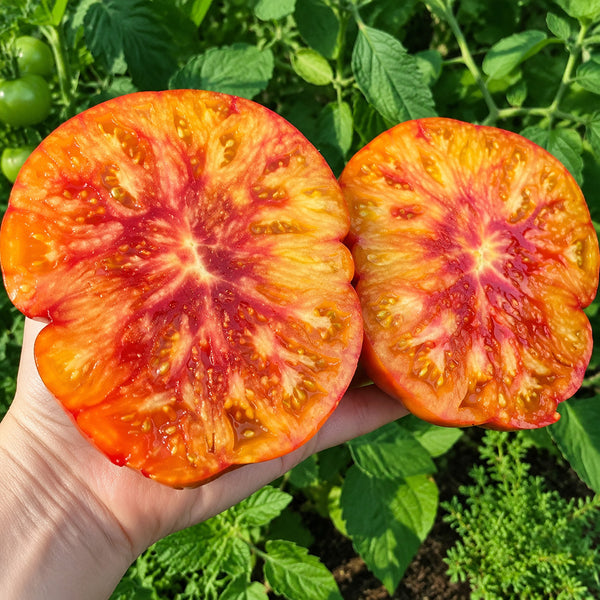 1130 My Sunshine Tomato, 5 Seeds
