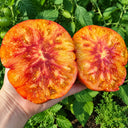 1130 My Sunshine Tomato, 5 Seeds