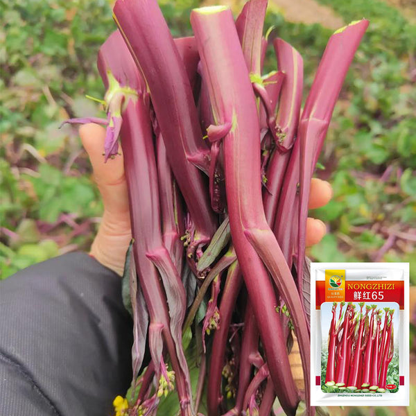 'Bright Red 65' Flowering Stalk Seeds, 5g