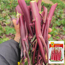 'Bright Red 65' Flowering Stalk Seeds, 5g