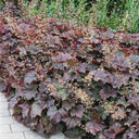 Purple Palace Heuchera, 20 Seeds