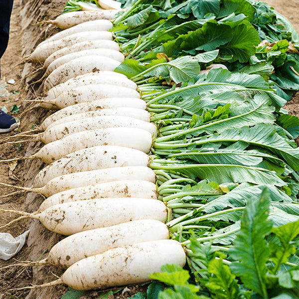'Hanyuchun' White Radish Seeds, 10g