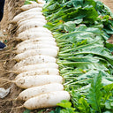 'Hanyuchun' White Radish Seeds, 10g