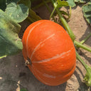 Golden No.2 Pumpkin Seeds, 200g