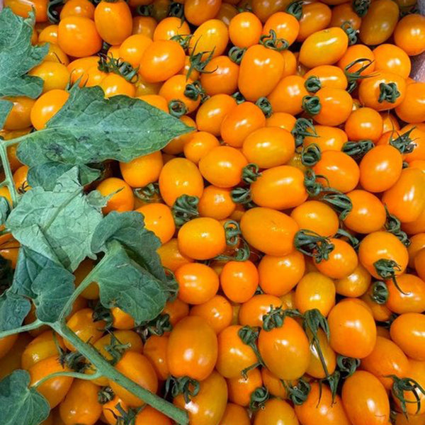 Yellow Roman Tomato Seeds, 100 Seeds