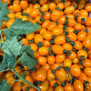 Yellow Roman Tomato Seeds, 100 Seeds