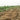 Longzhong Burdock, 200 Seeds