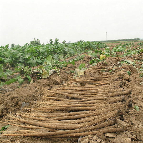 Longzhong Burdock, 200 Seeds