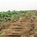 Longzhong Burdock, 200 Seeds