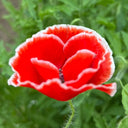 Red with White Edge Corn Poppy, 1000 Seeds