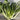 Puntarelle Chicory, 50 Seeds