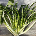 Puntarelle Chicory, 50 Seeds