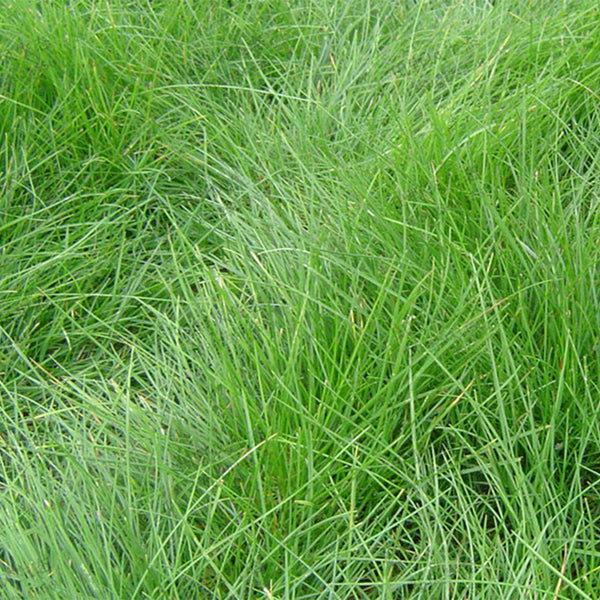 Red Fescue Seeds, 500g