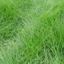 Red Fescue Seeds, 500g