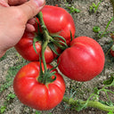 U2614 Giant Pink Beefsteak Tomato, 10 Seeds