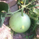 Edible Bottle Gourd, 15 Seeds