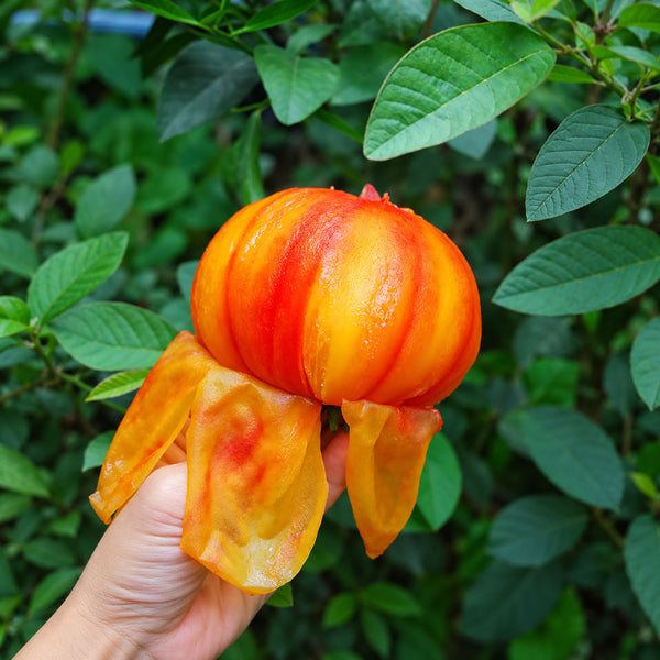 205 Blushing Bride Tomato, 5 Seeds