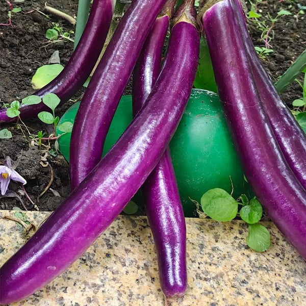'Hangqie No.1' Eggplant Seeds, 100 Seeds