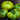 734 Delta Moss Dwarf Tomato, 5 Seeds