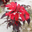 Crimson Majesty' Amaranth Seeds, 200 Seeds