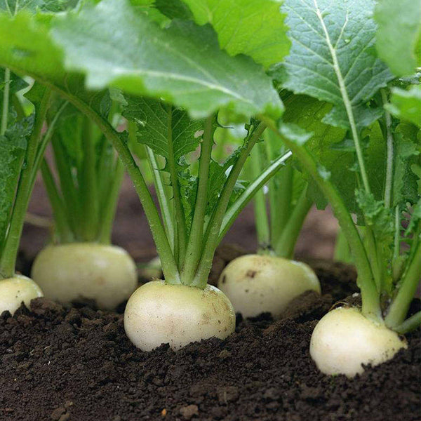 Dongsheng Baby Turnip Seeds, 10g