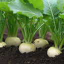 Dongsheng Baby Turnip Seeds, 10g