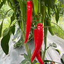 Meiren Chili Pepper Seeds, 50 Seeds