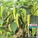 Guangxi White Jade Chili, 120 Seeds