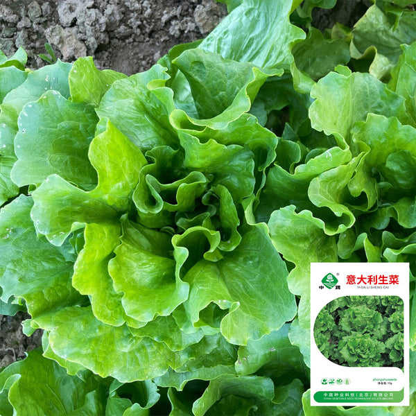 Italian Lettuce Seeds, 10g