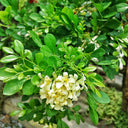 Orange Jasmine Seeds, 100 Seeds