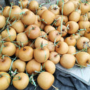 Big Apple Gourd, 5 Seeds