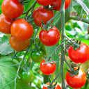 'Red Millennium' Cherry Tomato Seeds, 100 Seeds