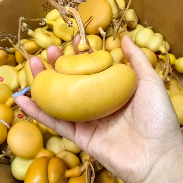 Money Bag Eight Treasures Gourd, 10 Seeds