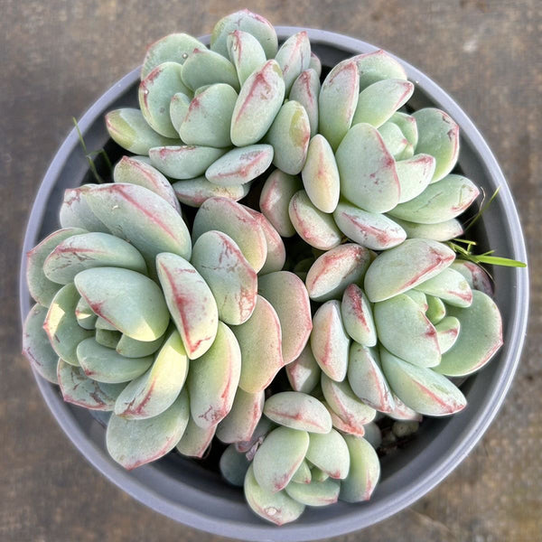 Echeveria Crassula Var 4.0, 1pc x 3-5 heads