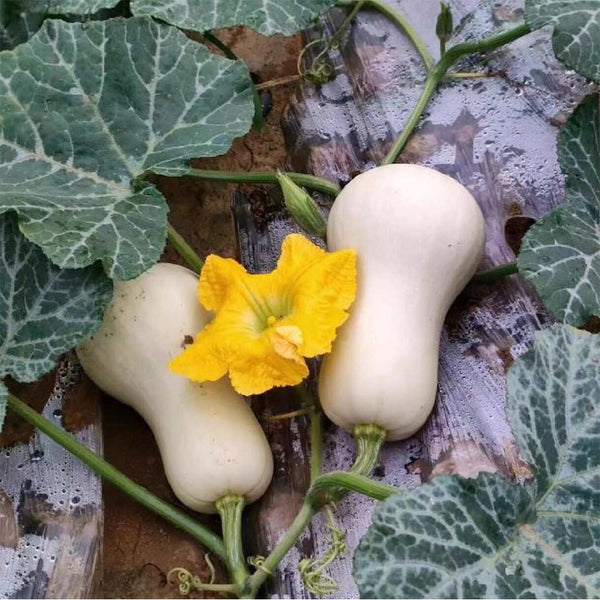 Cream Pumpkin Seeds, 10 Seeds