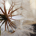 Giant Salsify, 50 Seeds