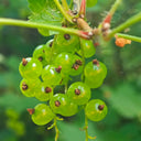Red Currant, 10 Seeds