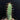 Euphorbia virosa, 7-8cm