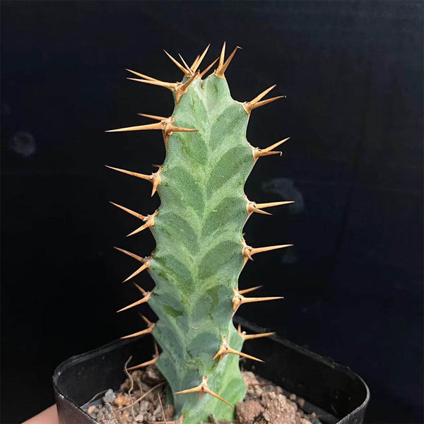 Euphorbia virosa, 7-8cm