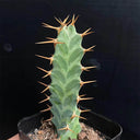 Euphorbia virosa, 7-8cm