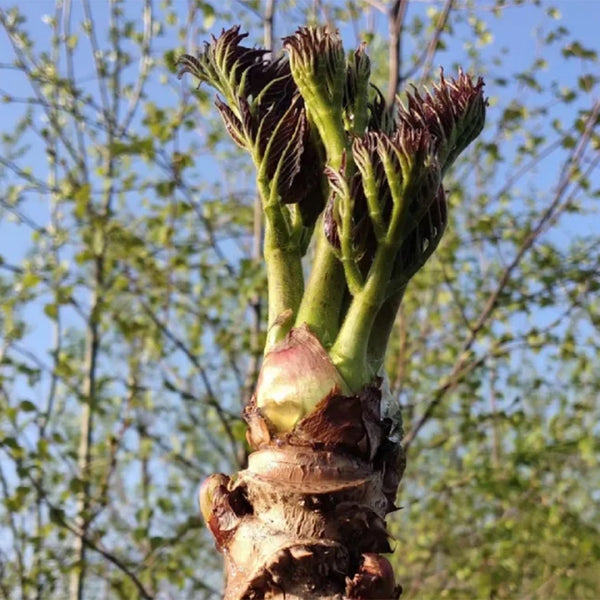 Aralia Shoots, 100 Seeds