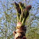 Aralia Shoots, 100 Seeds