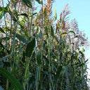 Sudangrass Seeds, 20g