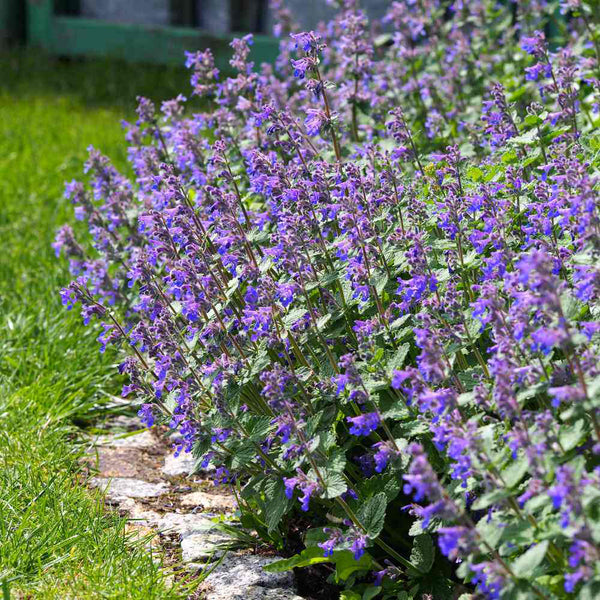 Mussin's Catmint, 10 Seeds