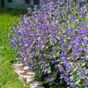 Mussin's Catmint, 10 Seeds