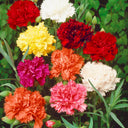Chabaud Mixed Color Carnation, 15 Seeds